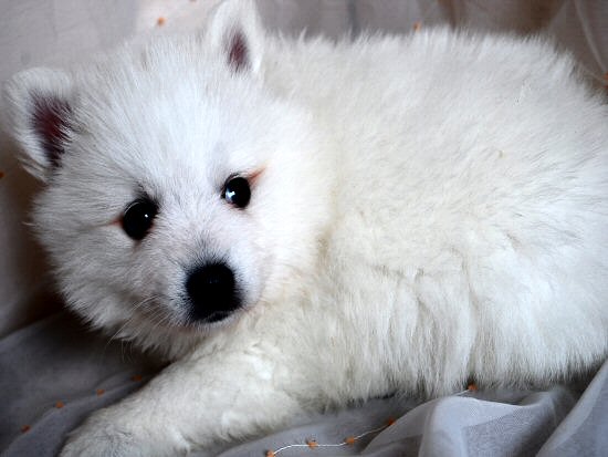 ���{�X�s�b�c�@�q���t���[�摜