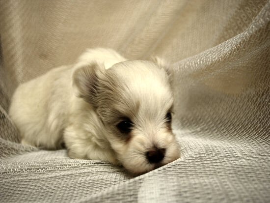 �`���������O�@�q���t���[�摜