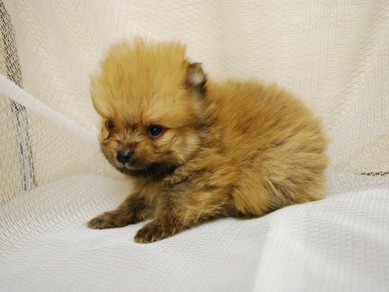 �|�����j�A���@�q���t���[�摜