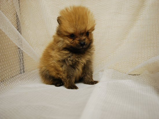 �|�����j�A���@�q���t���[�摜