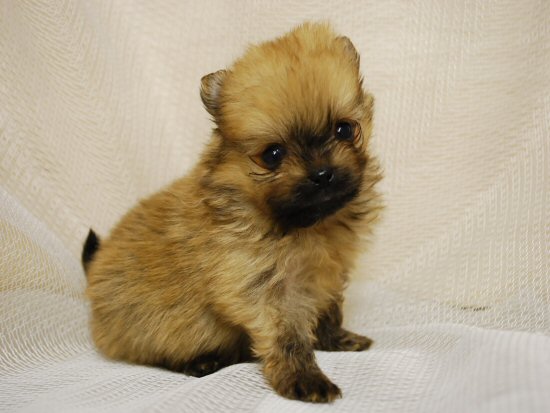 ポメラニアン 子犬フリー画像