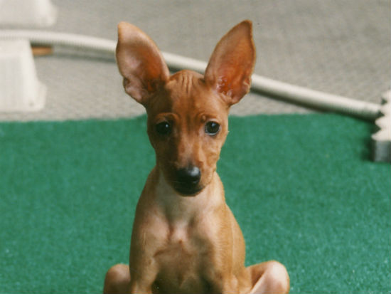 ミニチュアピンシャー 子犬フリー画像