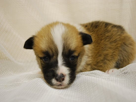 ウェルシュコーギー 子犬フリー画像