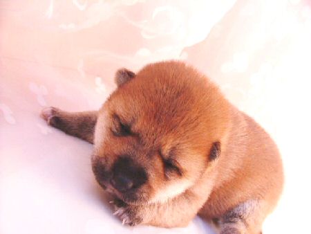 柴犬 子犬フリー画像