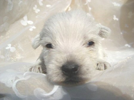 �E�G�X�e�B�[�@�q���t���[�摜