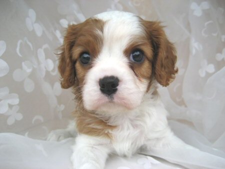 キャバリア 子犬フリー画像