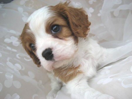 キャバリア 子犬フリー画像