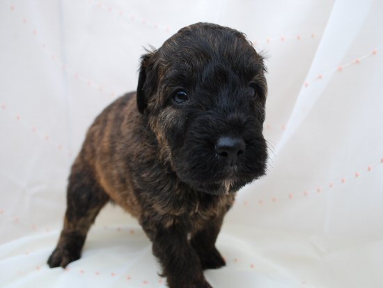 �u�[�r�G�E�f�E�t�����_�[�X�@�q���t���[�摜