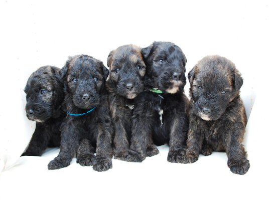 �u�[�r�G�E�f�E�t�����_�[�X�@�q���t���[�摜