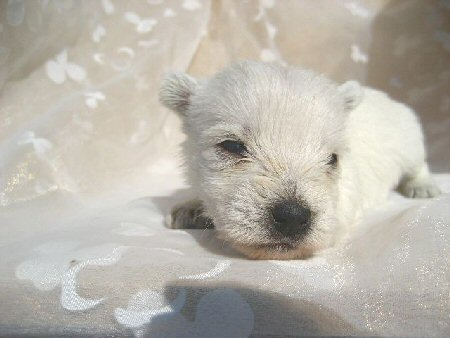 �E�G�X�e�B�[�@�q���t���[�摜