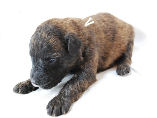 �u�[�r�G�E�f�E�t�����_�[�X�@�q���t���[�摜