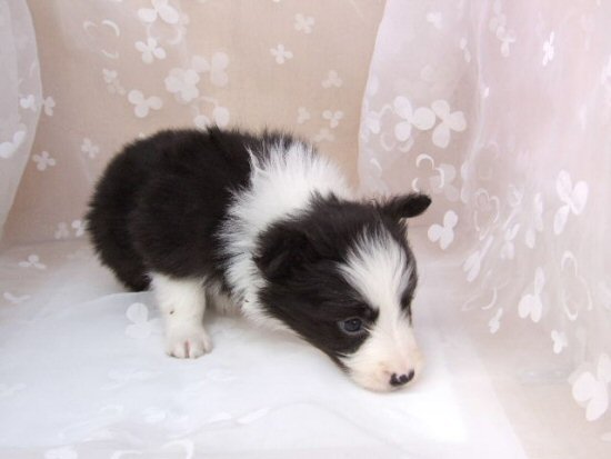 �{�[�_�[�R���[�@�q���t���[�摜