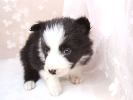 ボーダーコリー 子犬フリー画像