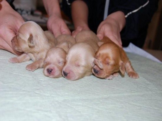 ダックスフンド 子犬フリー画像