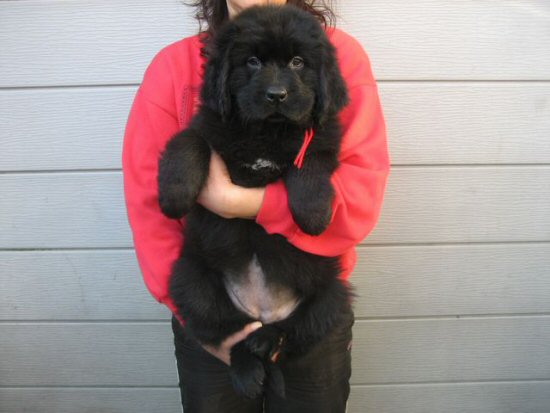 ニューファンドランド 子犬フリー画像