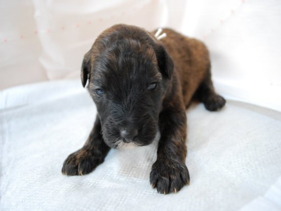 ブービエ・デ・フランダース 子犬フリー画像