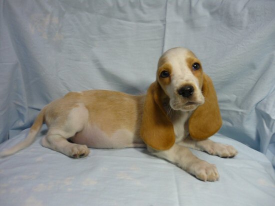 バセット・ハウンド 子犬フリー画像