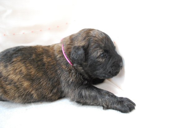 ブービエ・デ・フランダース 子犬フリー画像