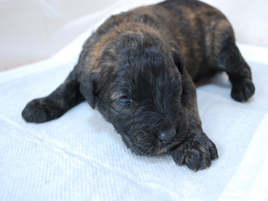 ブービエ・デ・フランダース 子犬フリー画像