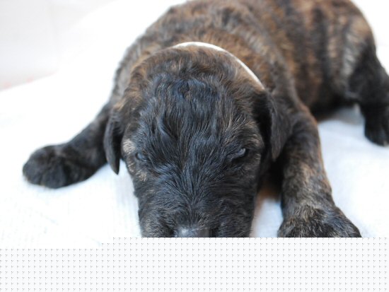 ブービエ・デ・フランダース 子犬フリー画像