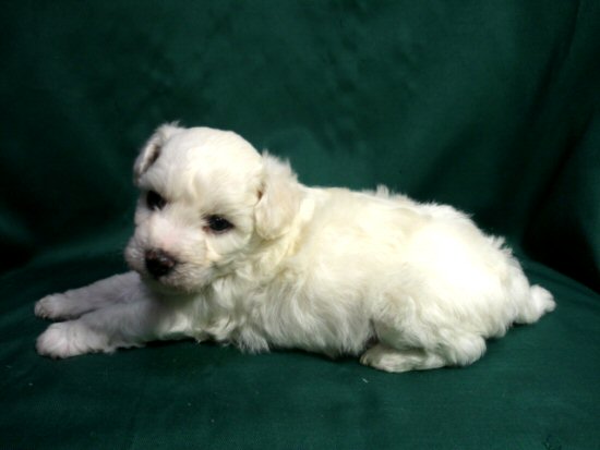 ビションフリーゼ 子犬フリー画像