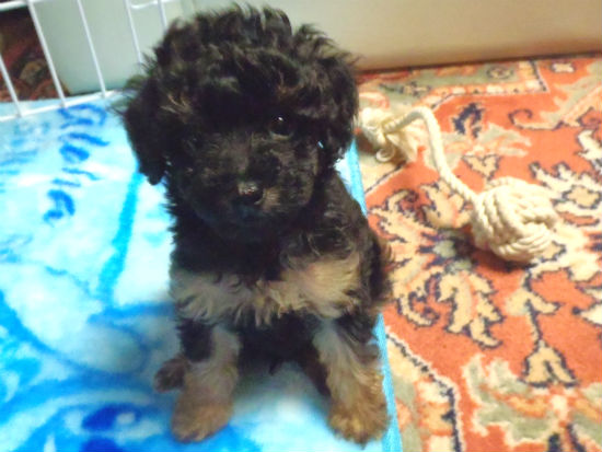 トイプードル 子犬フリー画像