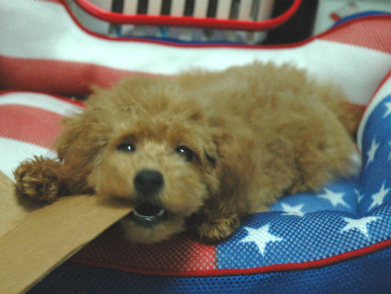 バセット・ハウンド 子犬フリー画像