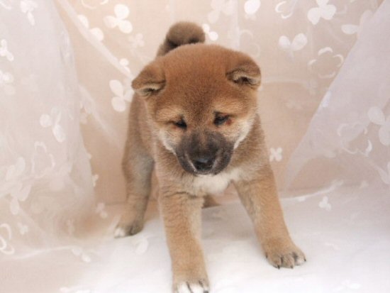 柴犬 子犬フリー画像