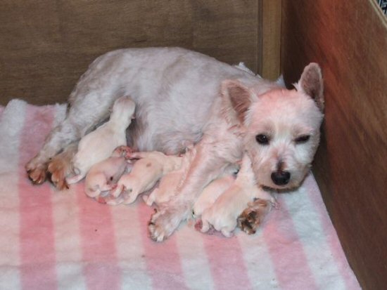 柴犬 子犬フリー画像