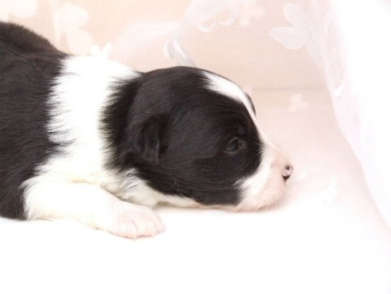 柴犬 子犬フリー画像