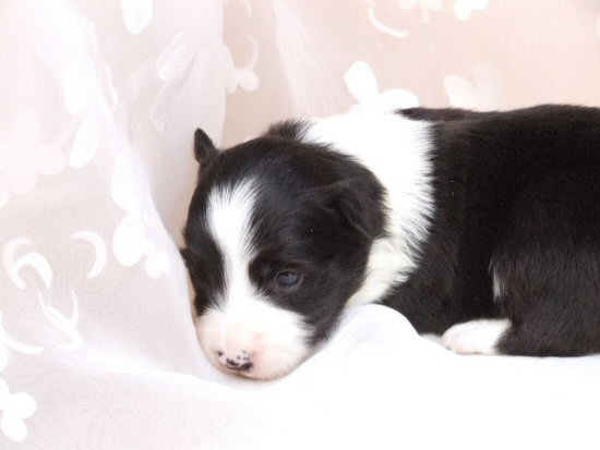 柴犬 子犬フリー画像