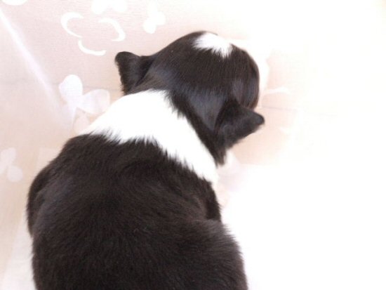 柴犬 子犬フリー画像