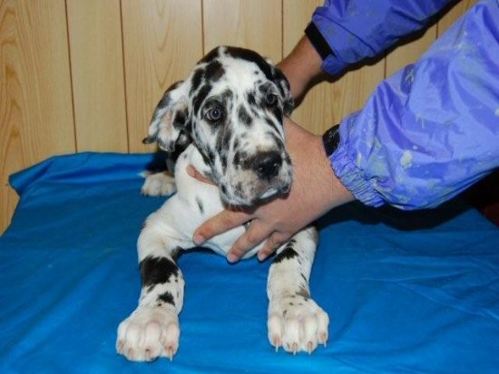 柴犬 子犬フリー画像