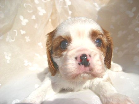 �L���o���A�@�q���t���[�摜