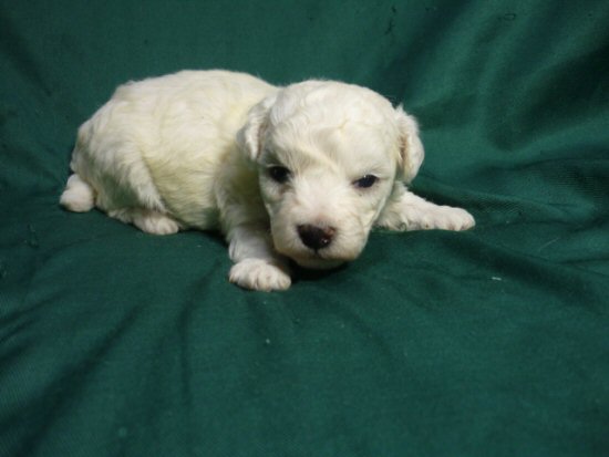 �r�V�����t���[�[�̎q���@�ʐ^