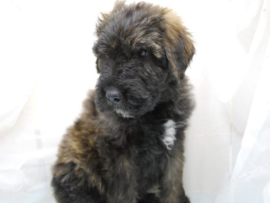 �u�[�r�G�E�f�E�t�����_�[�X�@�q���t���[�摜