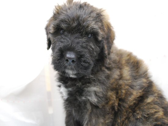 �u�[�r�G�E�f�E�t�����_�[�X�@�q���t���[�摜