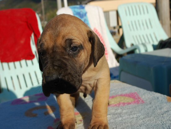 �O���[�g�f�[���@�q���t���[�摜