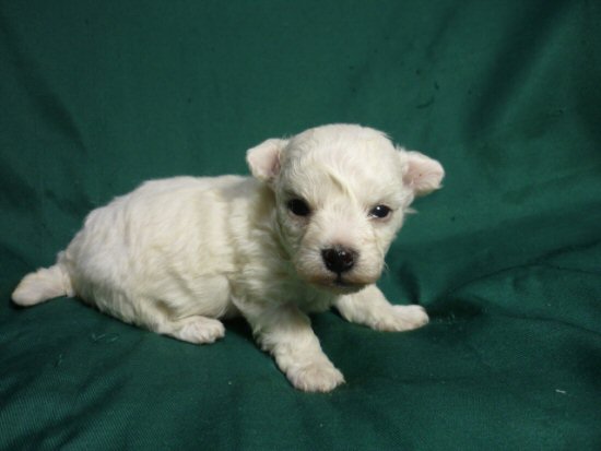 ビションフリーゼ 子犬フリー画像