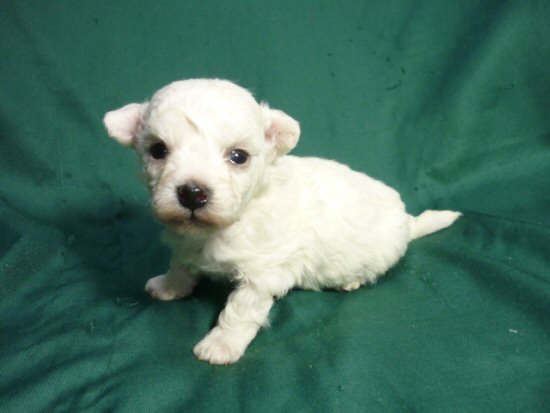 ビションフリーゼの子犬 写真