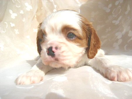 �L���o���A�@�q���t���[�摜