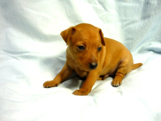 ミニチュアピンシャー 子犬フリー画像