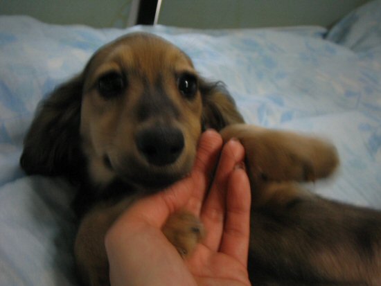 ダックスフンド 子犬フリー画像