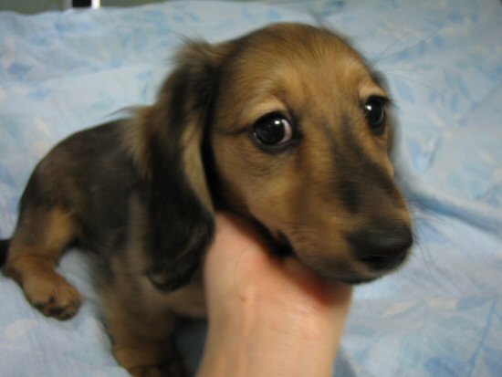 ダックスフンド 子犬フリー画像