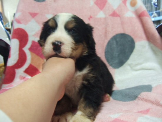 バーニーズマウンテンドッグ 子犬フリー画像