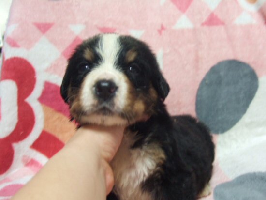 バーニーズマウンテンドッグ 子犬フリー画像