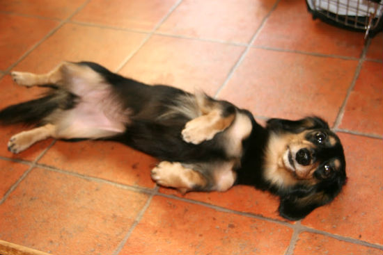 �_�b�N�X�t���h�@�q���t���[�摜