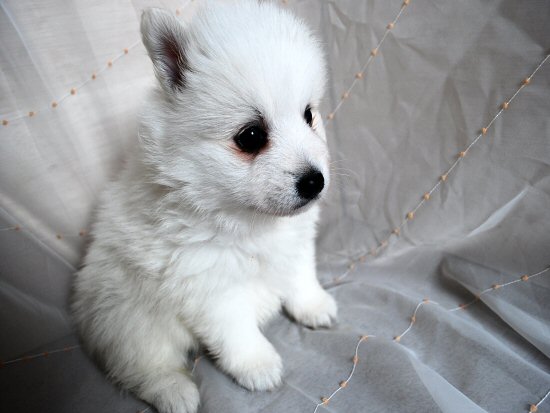 ���{�X�s�b�c�@�q���t���[�摜