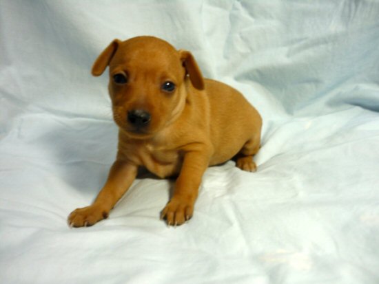 �~�j�`���A�s���V���[�@�q���t���[�摜