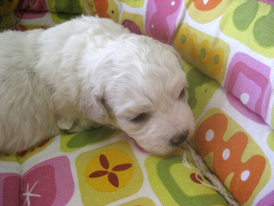 �_�b�N�X�t���h�@�q���t���[�摜